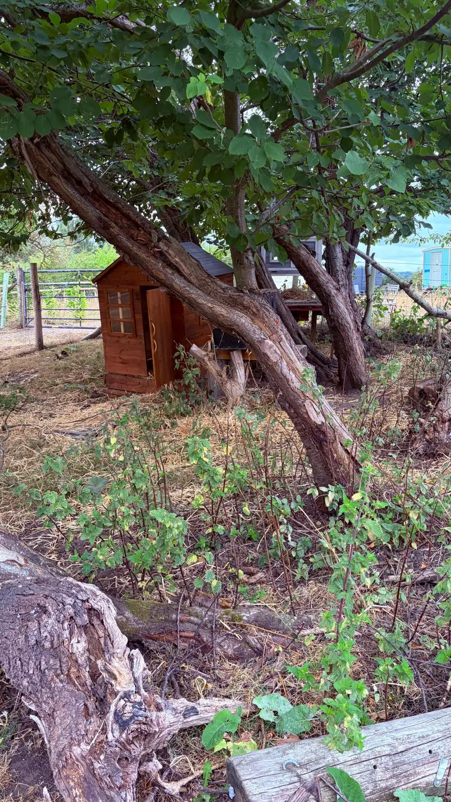 The field and surroundings