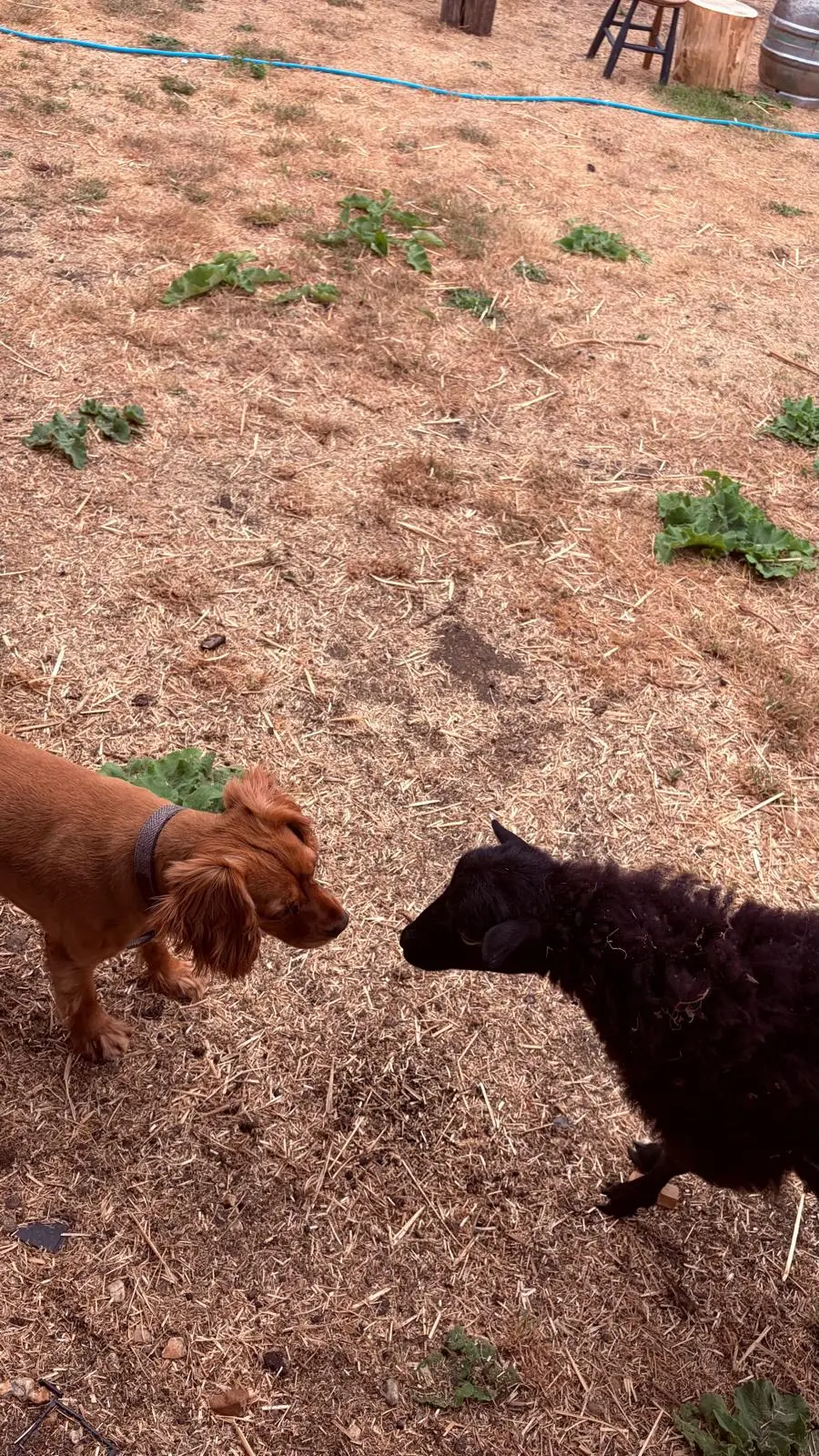 A dog and a black lamb nose to nose on the field