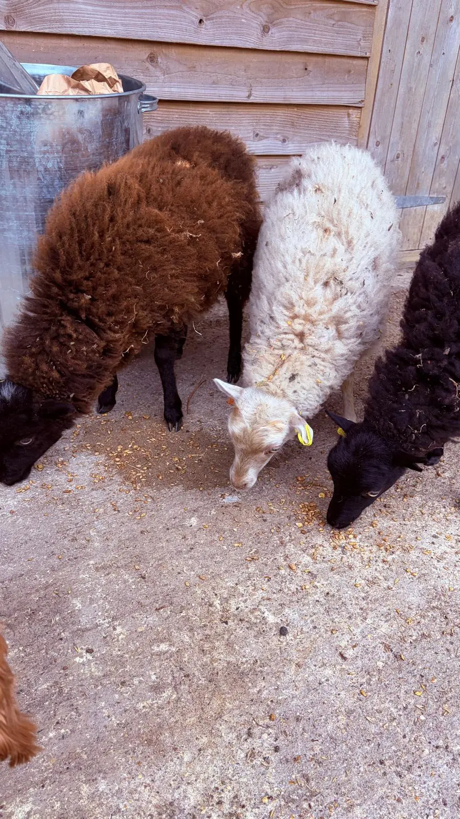 Three sheep eating feed by the barn