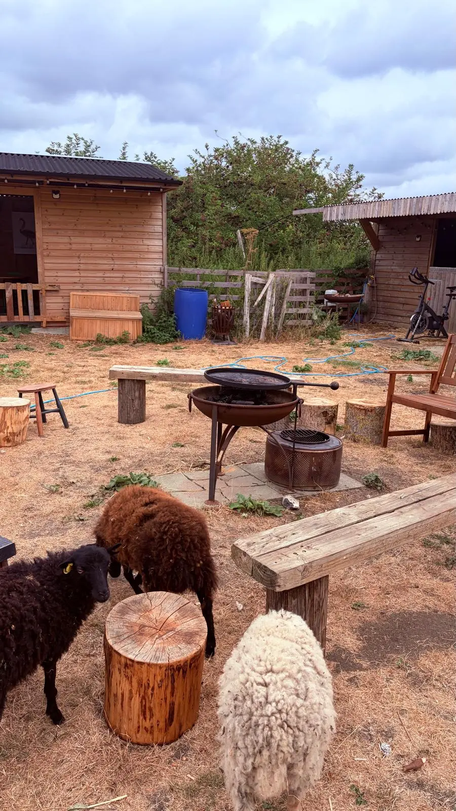 Sheep around the fire-pit in the paddock