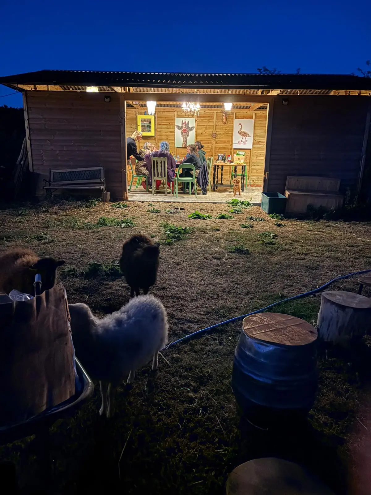 The barn at night with sheep in the foreground